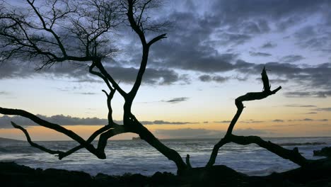 silhouette of a twisted tree at sunset over the ocean