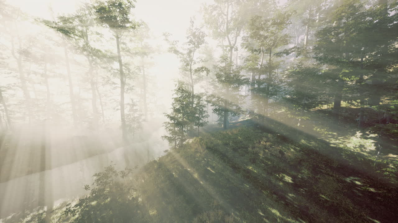 Morning light filters through misty forest creating a serene landscape