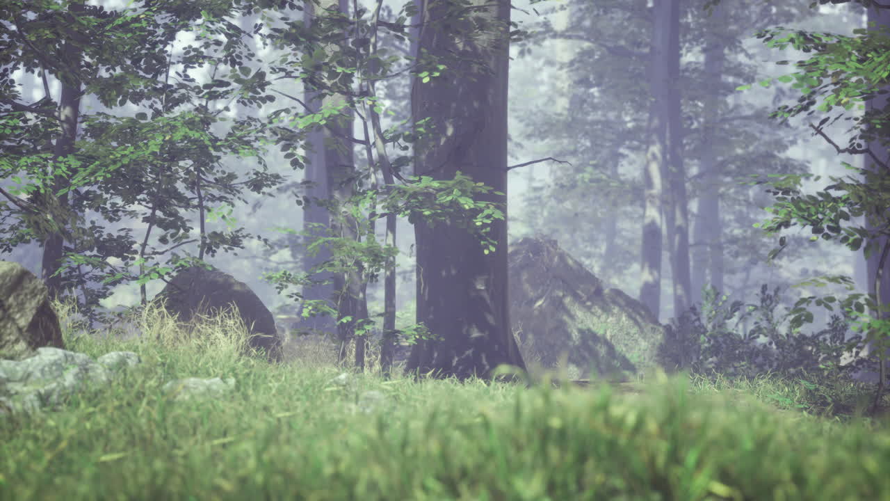 Misty forest landscape with tall trees and lush greenery during daylight