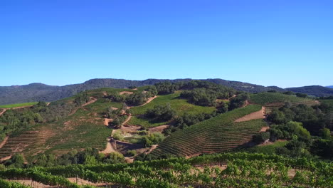 Una-Antena-Alta-Sobre-Hileras-De-Viñedos-En-El-Condado-De-Sonoma,-En-El-Norte-De-California,-Con-Globos-Aerostáticos-En-La-Distancia-4