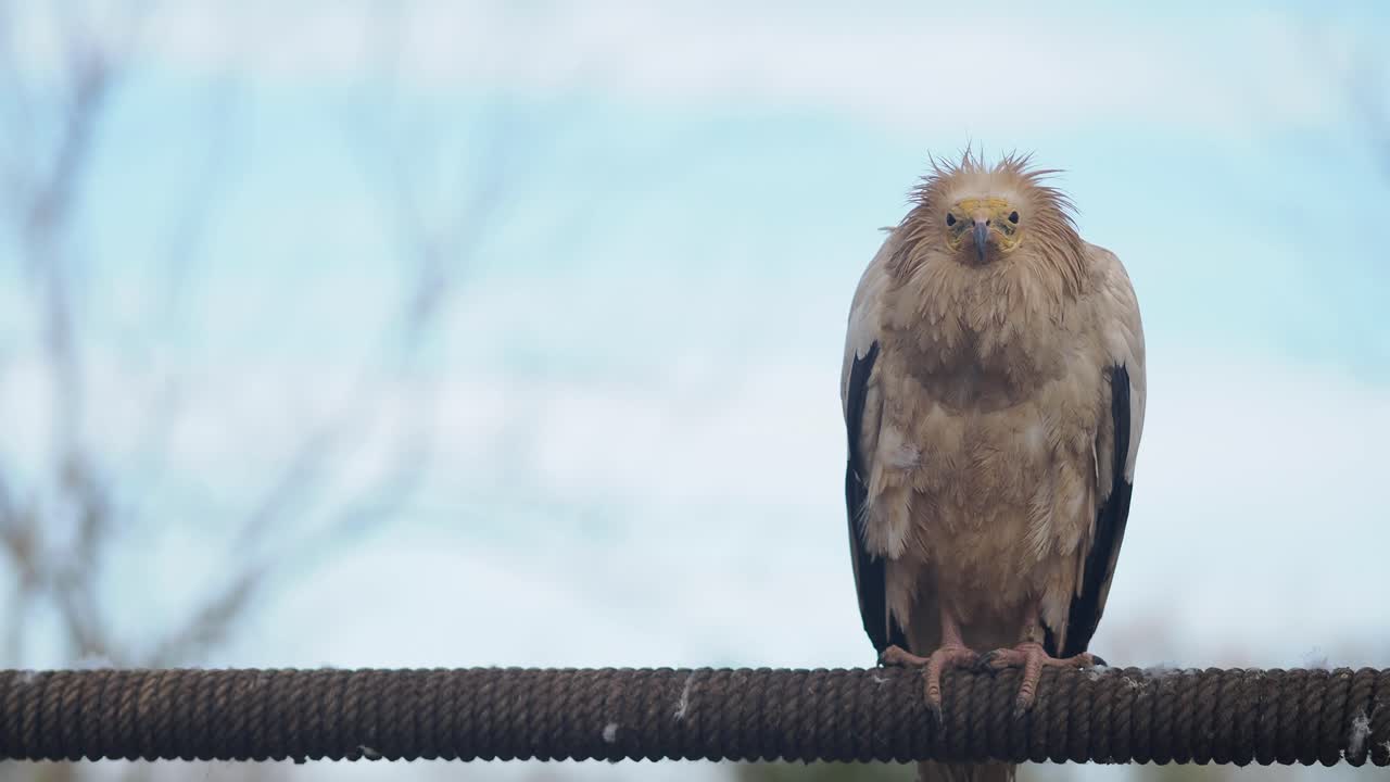 Majestätischer Schmutzgeier auf einem Seil im Freien