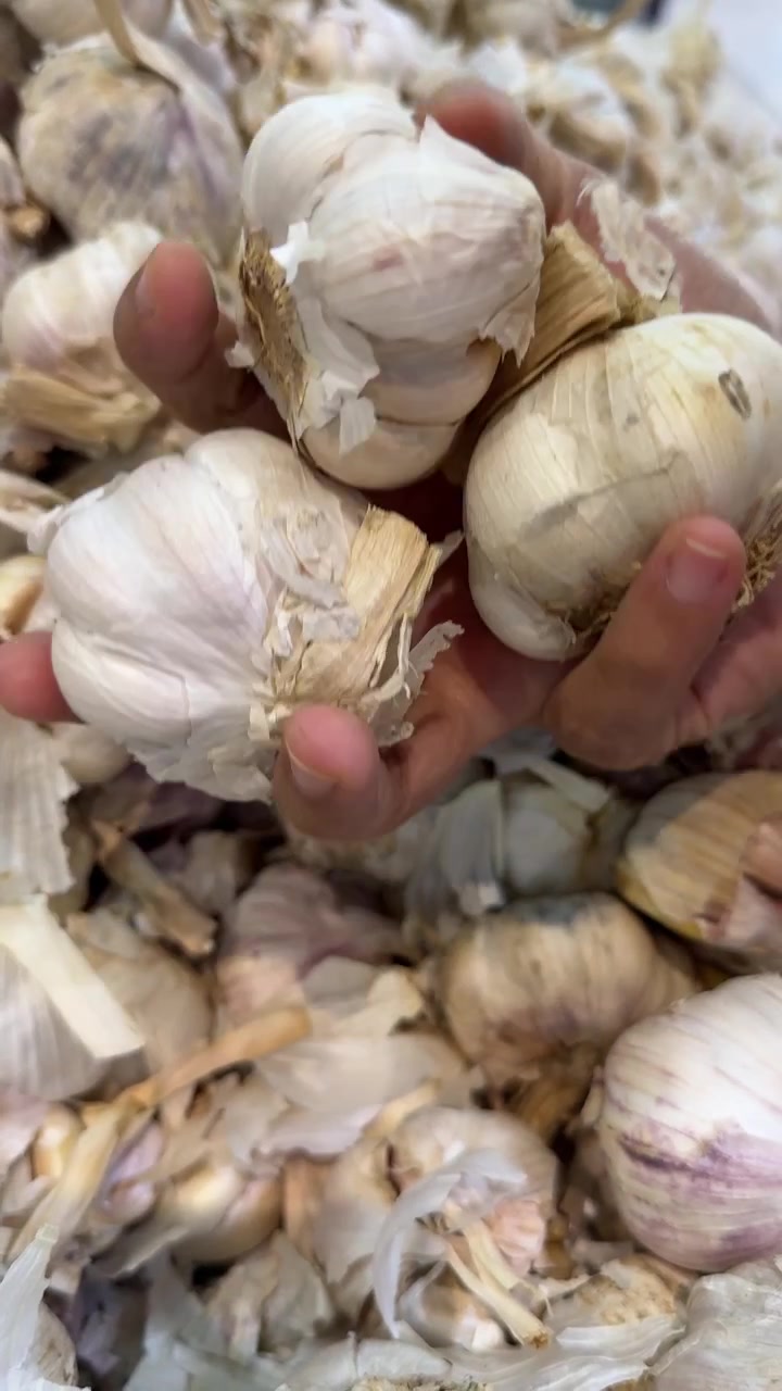 Selección manual de bulbos de ajo frescos en un mercado