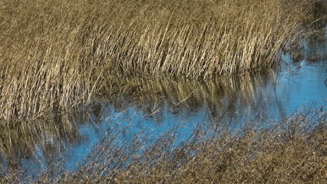 Sümpfe-Und-Hohe-Wildgräser-Im-Bell-Slough-State-Wildlife-Management-Area-In-Arkansas,-USA