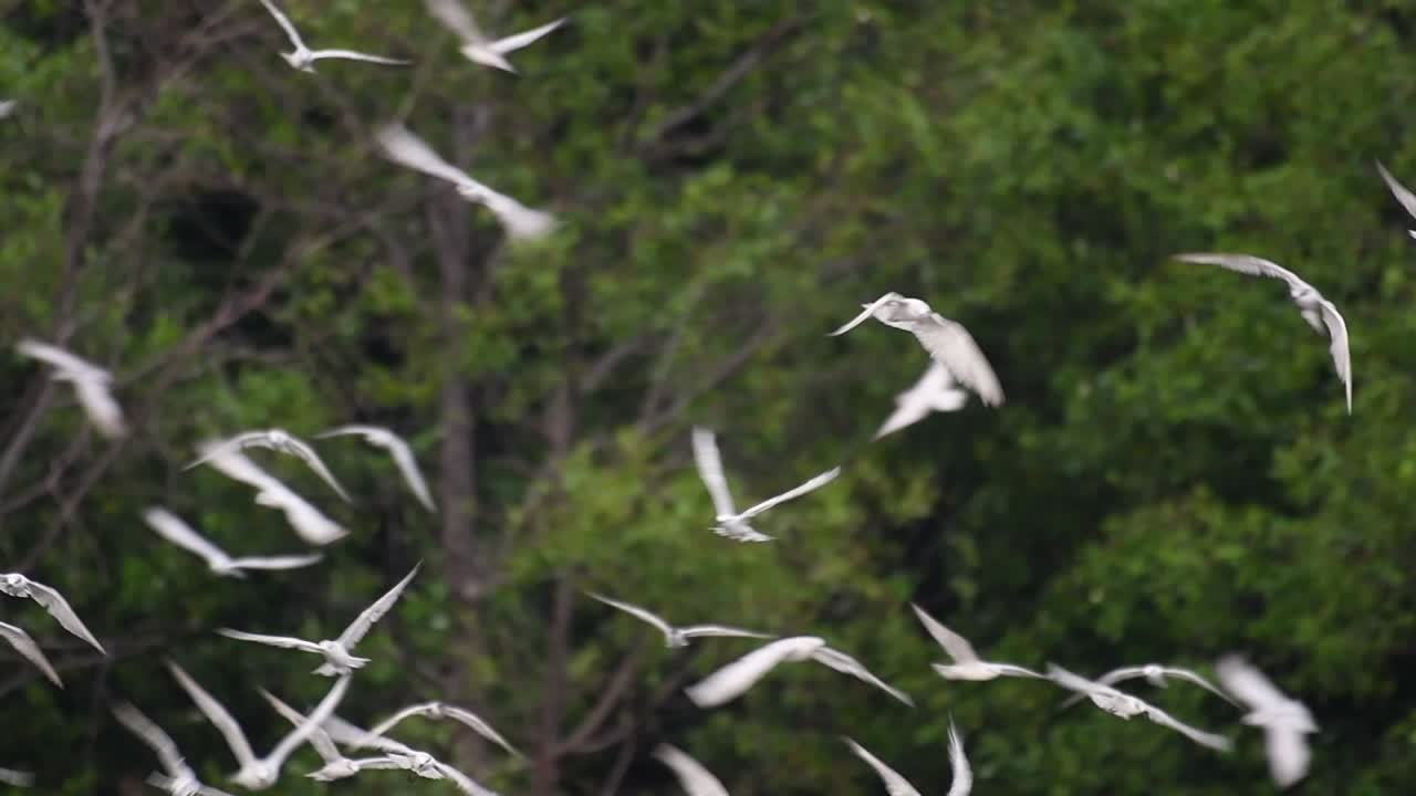 제비갈매기는 전 세계 바다, 강 및 기타 더 넓은 수역에서 볼 수 있는 바닷새입니다.