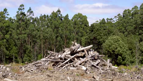 Pile-of-tree-logs-at-deforested-logging-site,-Victoria,-Australia