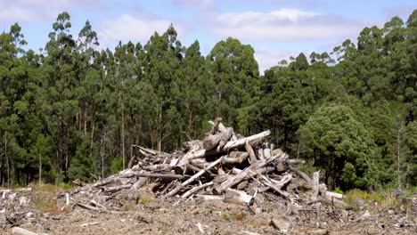 pile of tree logs at deforested logging site, victoria, australia