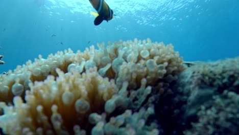 nemo escondido dentro de una anémona en las islas ogasawara en japón - foto submarina de cerca
