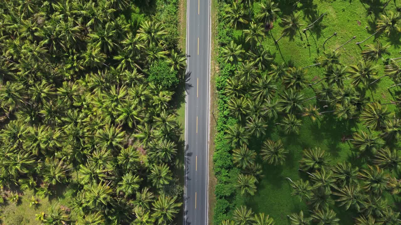 Aerial Overhead View of a Sunny Street Lined with Lush Green Coconut Trees
