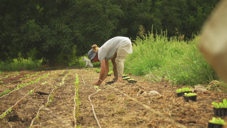 niños trabajando en la granja en verano en un día caluroso plantando lechuga orgánica para bebés