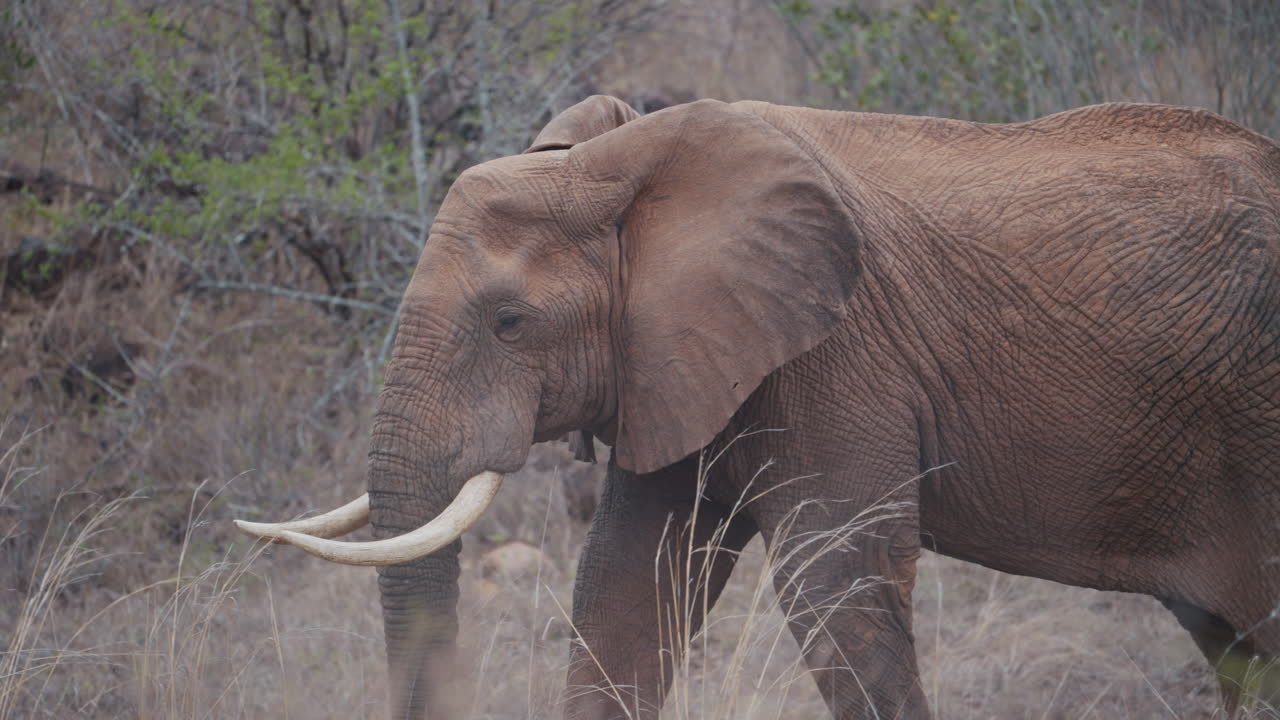 An elephant with part of its trunk missing walks slowly through the vegetation in Gonarezhou National Park, Zimbabwe part 1