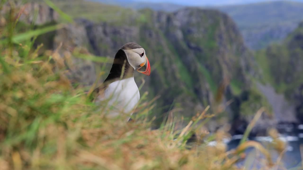 Søpapegøje (Fratercula arctica) på klippen på øen Runde (Norge).