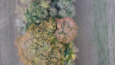 Vista-Aérea-De-Arriba-Hacia-Abajo-Sobre-Una-Fila-De-La-Parte-Superior-Del-árbol-Con-Colores-Otoñales,-Luz-Del-Día-Brillante