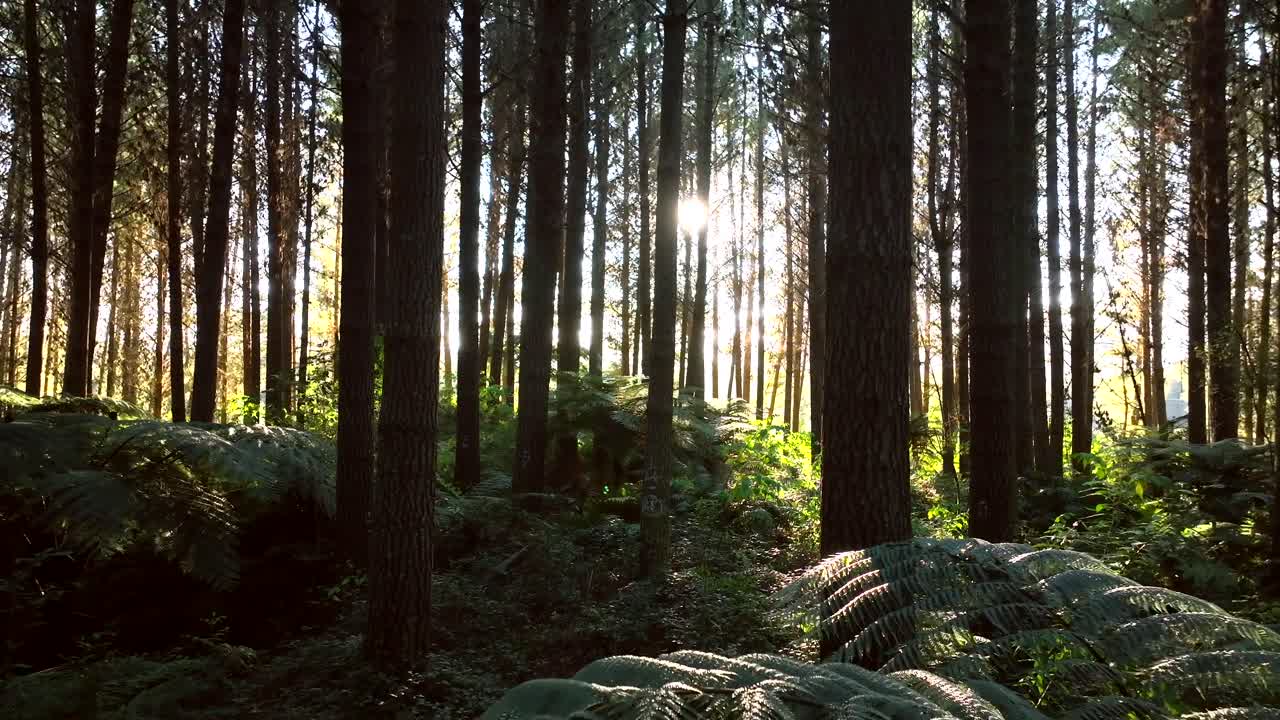 Drone in New Zealand Pine forest - mature trees - steadily moving
