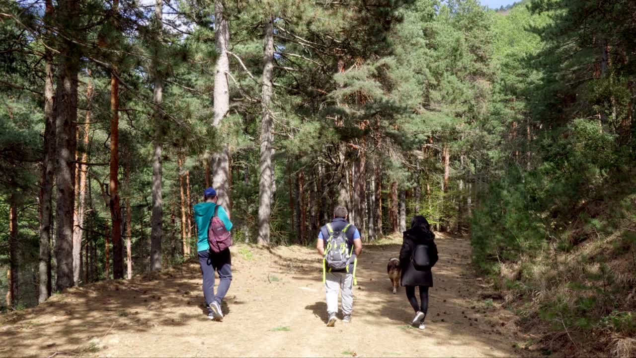 Mannlig og kvinnelig turgåer med hund går i en tett skog på en solrik sommerdag