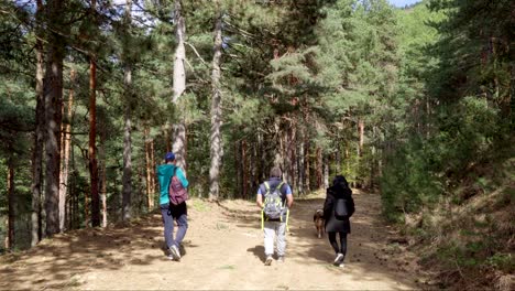 Männliche-Und-Weibliche-Wanderer-Mit-Hund,-Die-An-Einem-Sonnigen-Sommertag-Im-Dichten-Wald-Spazieren-Gehen