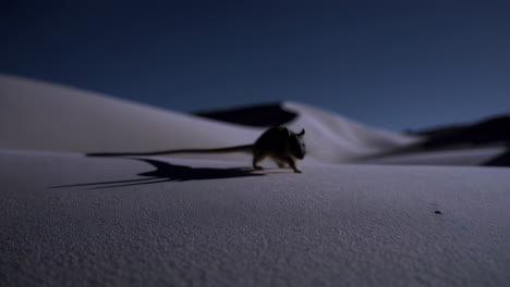 desert rodent at night