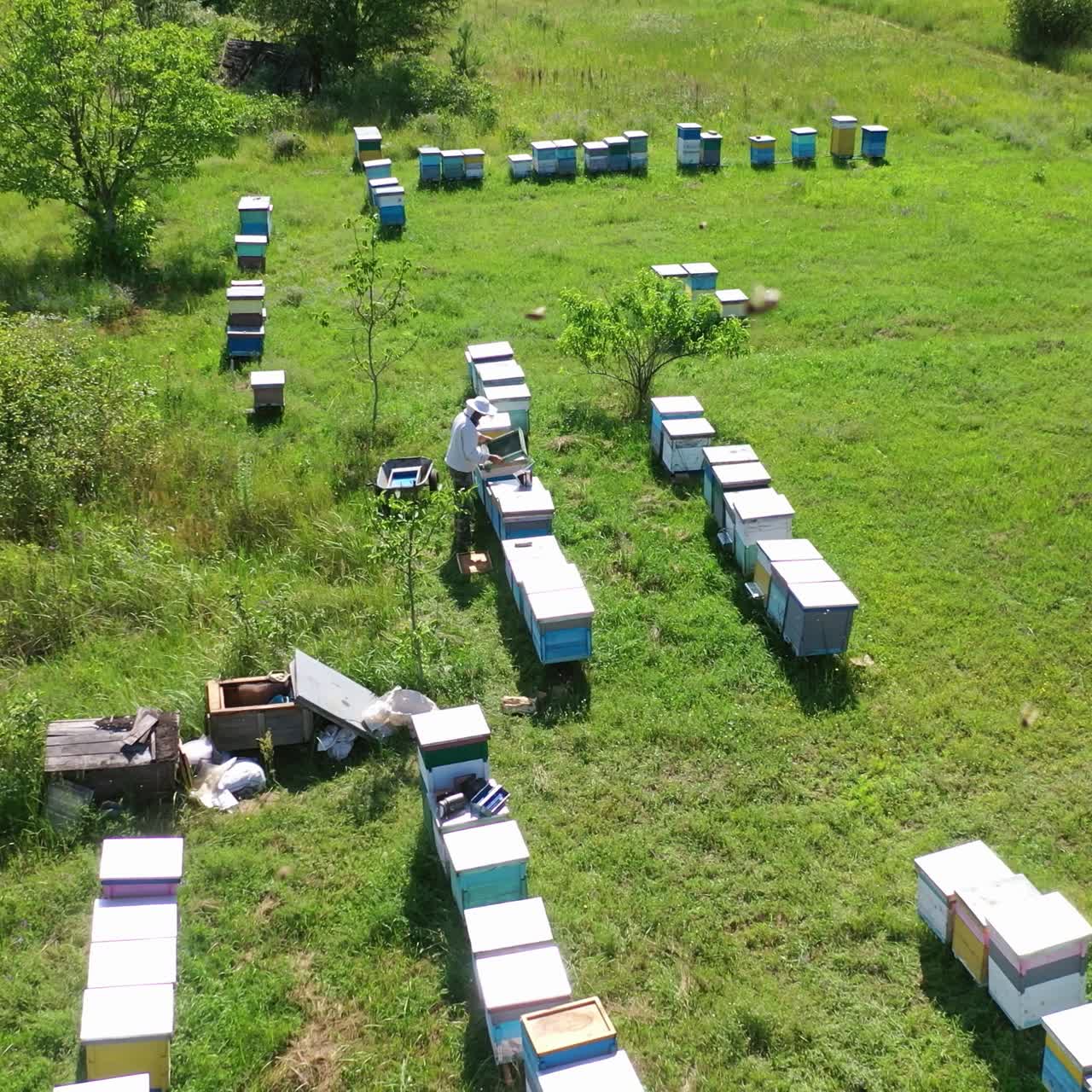 Rows of beehives in nature. Wooden hives on green grass in summer. Bees flying close to camera on apiary background. Beekeeper works on a bee farm. Aerial view.