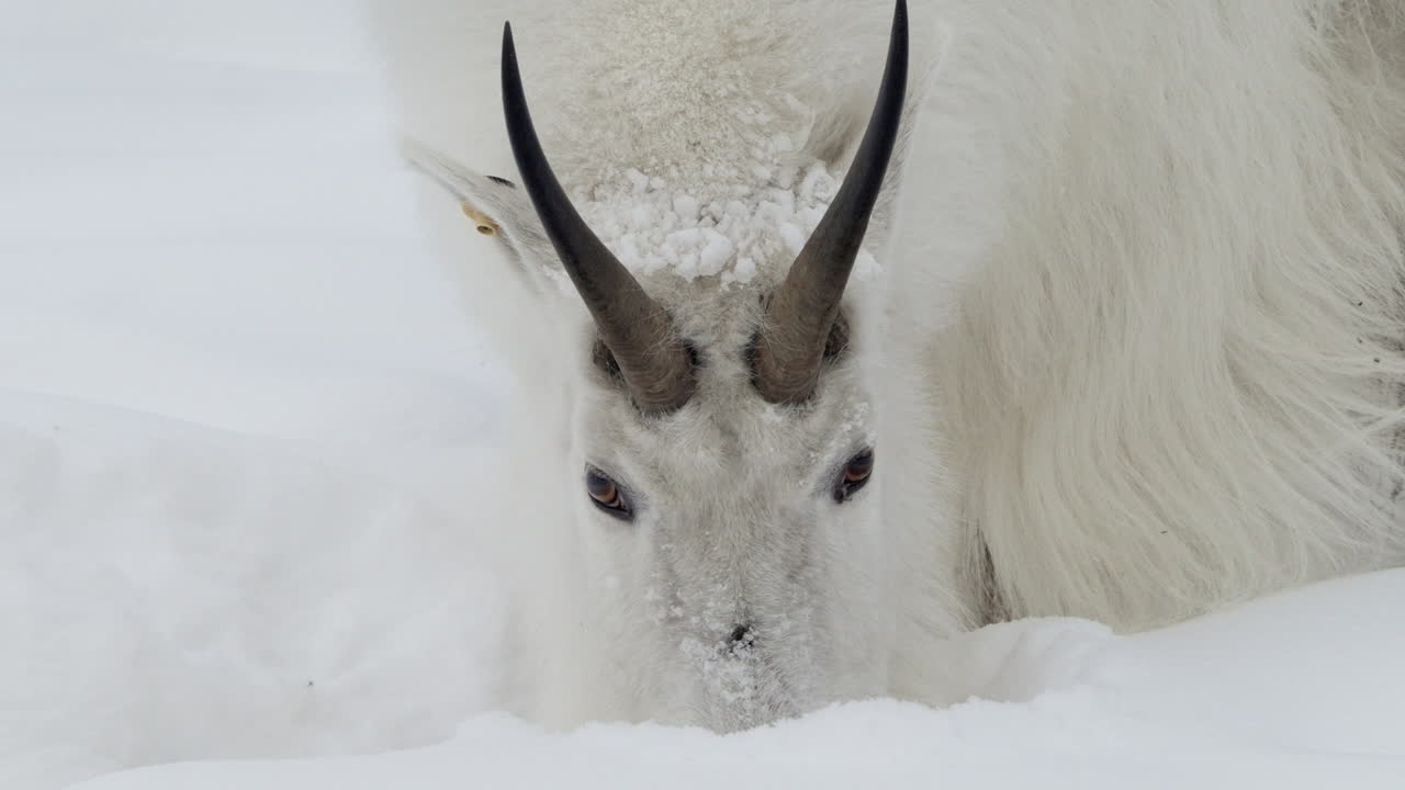 캐나다 유콘 주 화이트호스 의 눈 인 풍경 에 있는 산 염소 - 근접