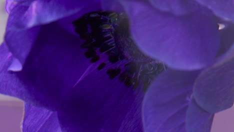 primer plano de una flor de anémona púrpura