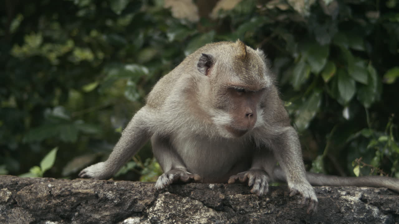 Monkey sitting upright in jungle, slow motion, Indonesia