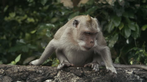 monkey sitting upright in jungle, slow motion, indonesia