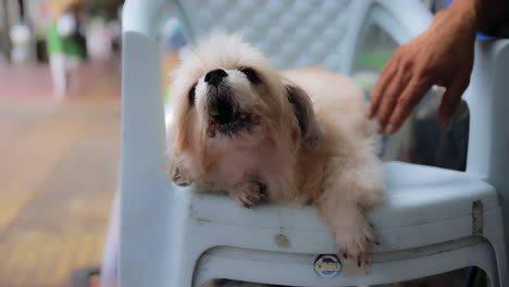 Perro-Ladrando-En-Una-Silla-De-Plástico-Blanco-Siendo-Acariciado-A-Mano