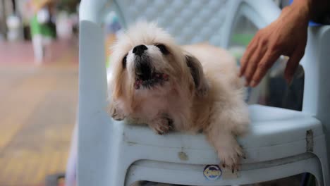 perro ladrando en una silla de plástico blanca siendo acariciado por la mano
