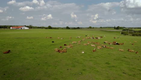 aerial footage over field where are cows, farmed animals on green pastures, beautiful summer scenery in a natural setting, eastern poland shot by drone