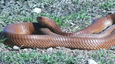 a large cape cobra basks next to it's den in south africa