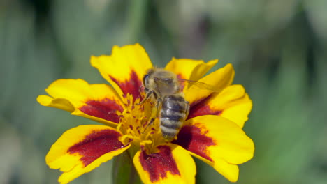 macro close up of happy bee collecting pollen of yellow flower during summer