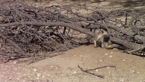 cute and curious african meerkat has a good scratch in the kalahari