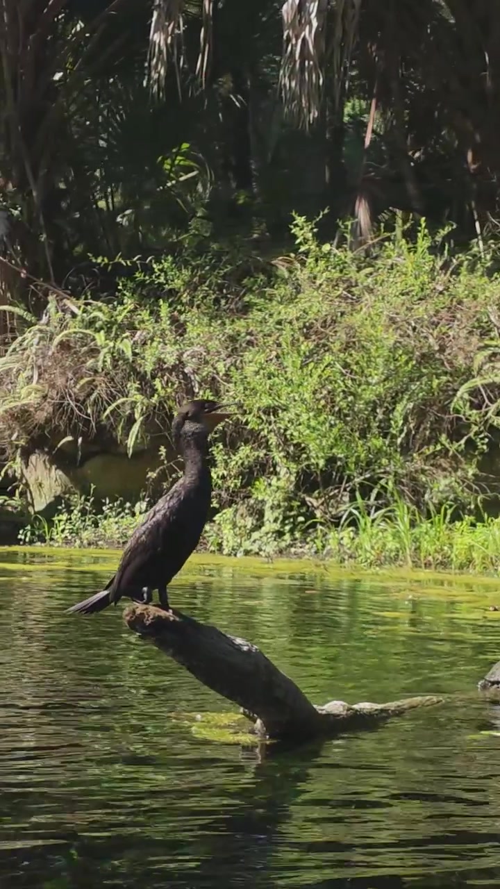 Un reel verticale scorre mostrando un airone azzurro maggiore che si pulisce le piume, un cormorano che vocalizza e una tartaruga che si crogiola su un tronco nella soleggiata Silver Springs, Florida, catturando la pacifica fauna selvatica d'acqua dolce