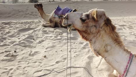 Tilt-Down-of-Two-Camels-Resting-in-Thar-Desert-Outside-Jaisalmer,-Rajasthan,-India