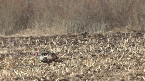 turkey walking in a field