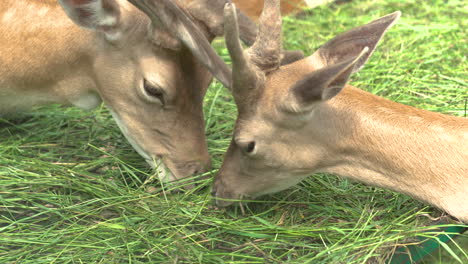 Zwei-Junge-Hirsche-Mit-Geweih,-Die-Im-Zoo-Gras-Fressen