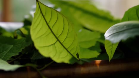 close-up of green leaves