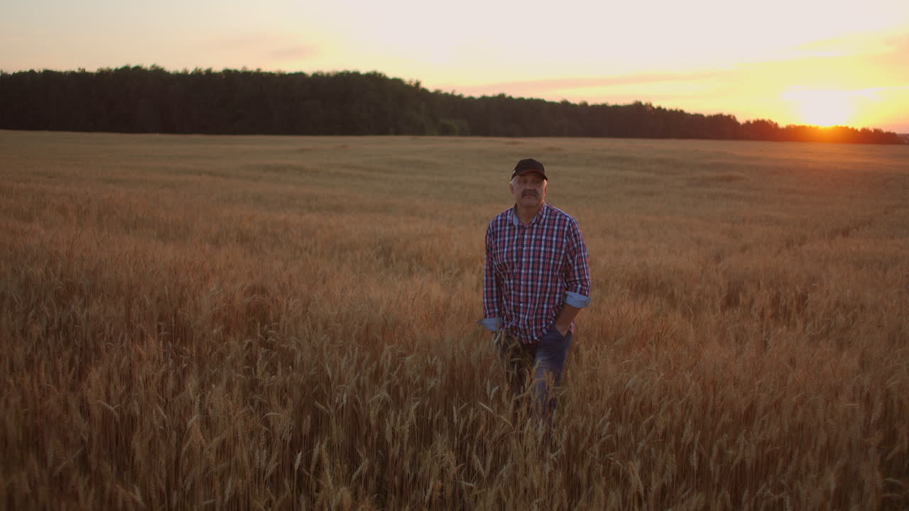 un agricultor adulto camina en un campo de trigo con una gorra al atardecer pasando su mano sobre las orejas de color dorado al atardecer. agricultura de plantas de grano.
