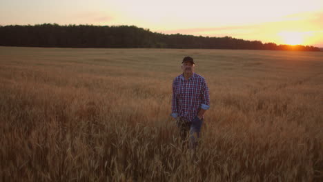 senior adult farmer walks in a field of wheat in a cap at sunset passing his hand over the golden-colored ears at sunset. agriculture of grain plants.