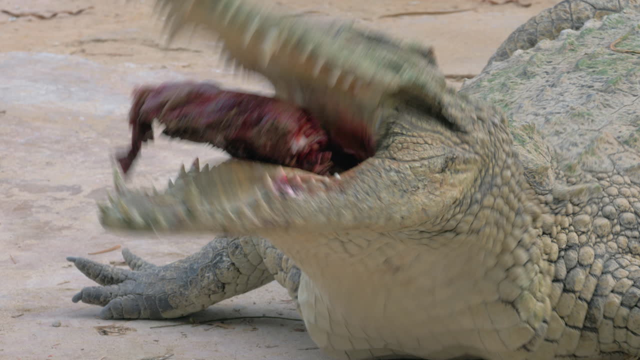 강한 에 고기를 고 있는 악어