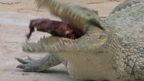 crocodile with meat in its mighty jaws