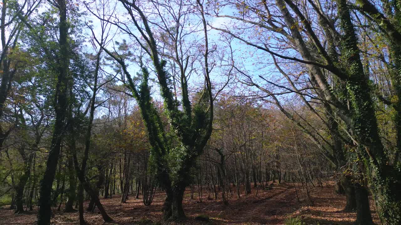 ramas y troncos de árboles cubiertos de vegetación verde exuberante