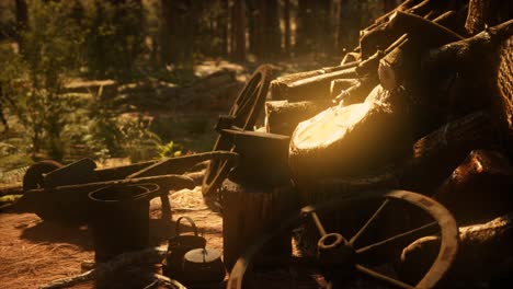 preparation of firewood for the winter in forest at sunset