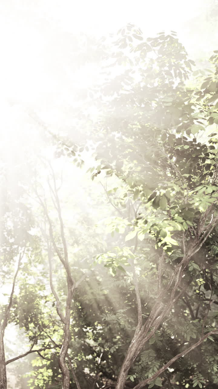 빛이 울창한 숲을 가로질러 아져 나옵니다.