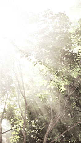 los rayos de sol filtrándose a través de un denso bosque