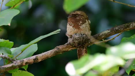 La-Boca-De-Rana-De-Java-O-La-Boca-De-Rana-De-Horsfield-Se-Encuentra-En-Tailandia-Y-Otros-Países-Asiáticos