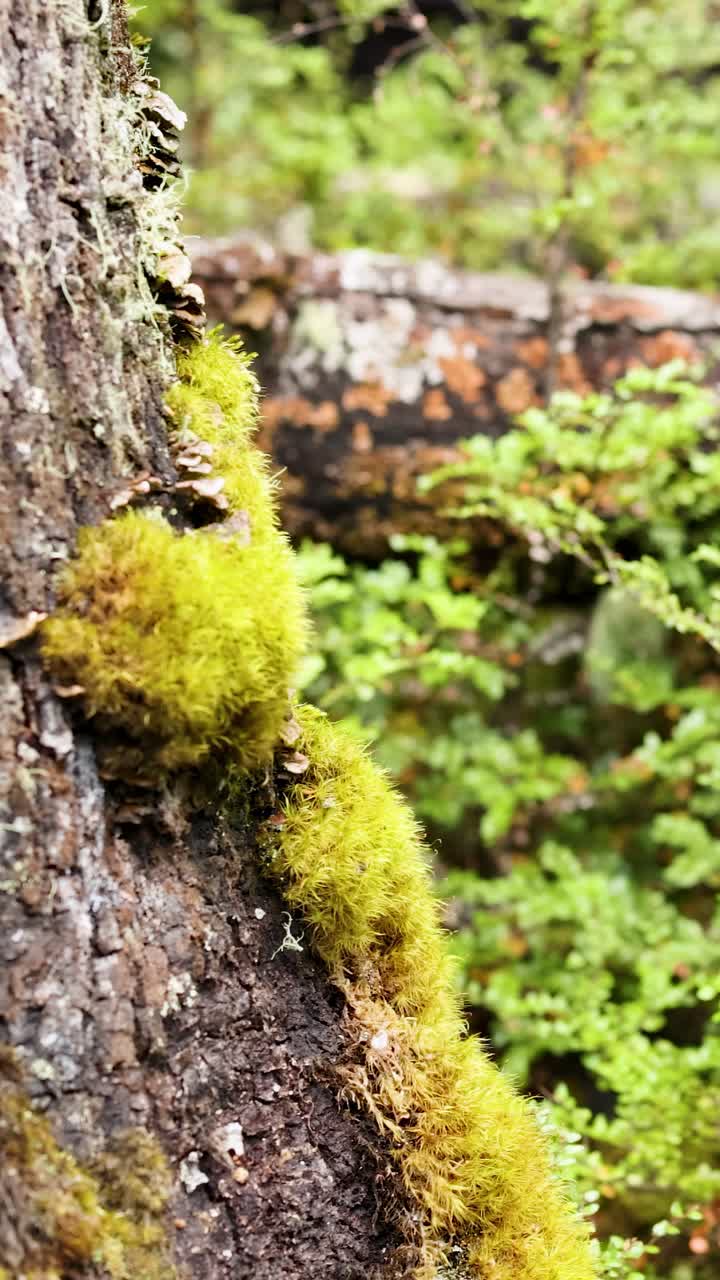 Primo piano di muschio vibrante sulla corteccia di un albero in una fitta foresta verde. L'illuminazione soffusa esalta le texture e i colori naturali.
