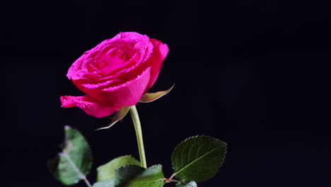 rotating pink rose flower with wet petals and leaves