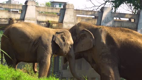 elephants of thailand