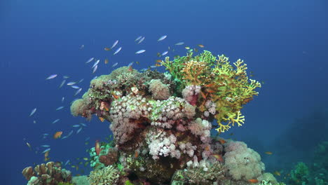 red sea reef fishes swimming over colorful coral bommi with blue ocean in background