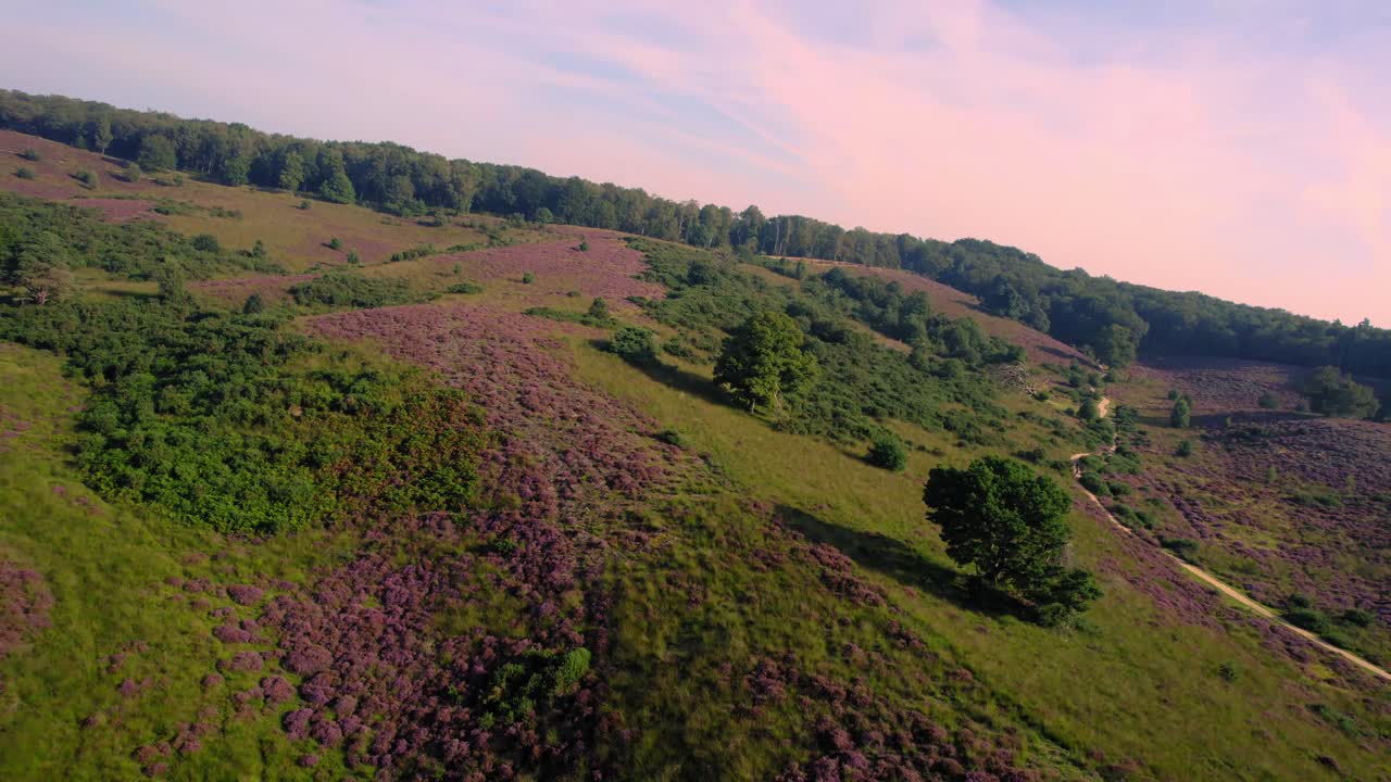 Luchtopname vliegend over paarse glooiende heideheuvels in Nationaal Park de Veluwe bij zonsopgang